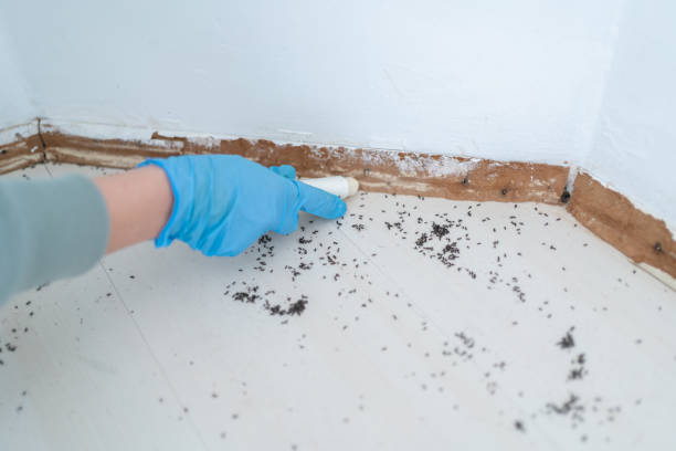 Best Emergency Pest Control  in Wilder, VT